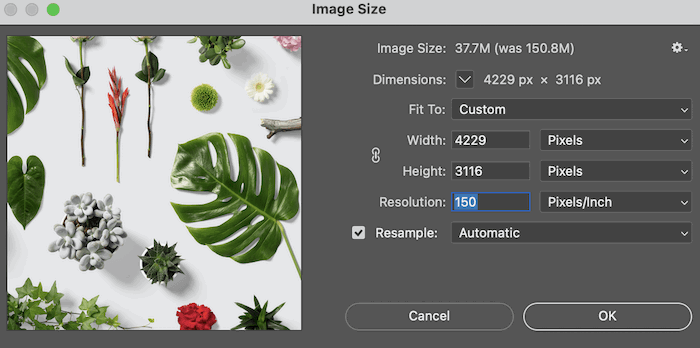 Image size box in Lightroom showing photo resolution of leaves