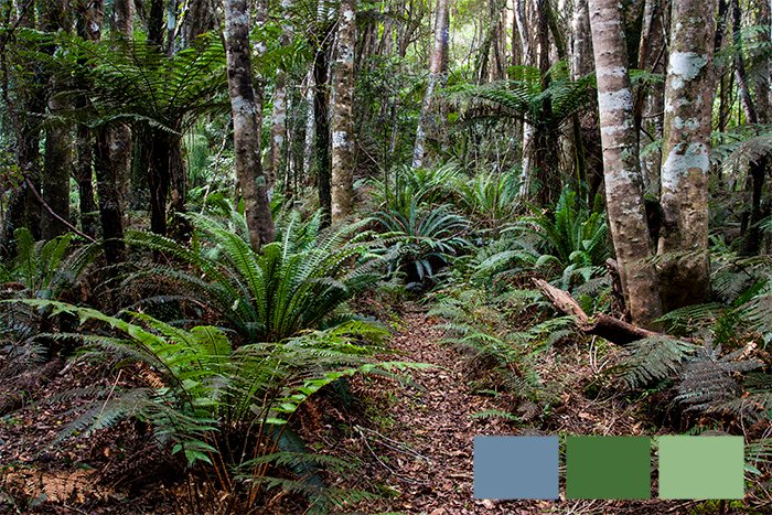 a ferns and trees in the wilderness showing an analogous color scheme in photography