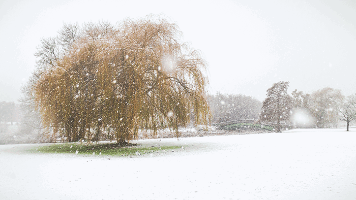 canon eos m review: an image of a willow tree in the snow taken with a canon eos-m