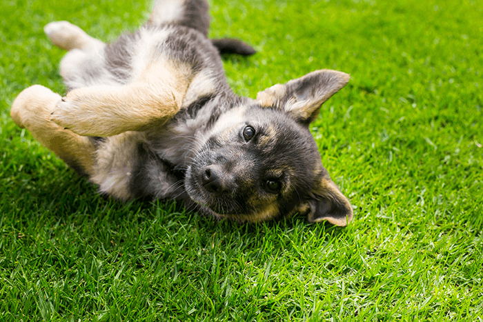 cute puppy photographed: an image of a puppy rolling in the grass using fast shutter speed