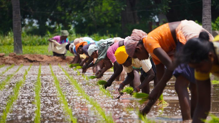 rhythm in photography: a line of women bent over working in a field