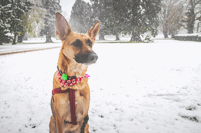 canon eos m review: an image of a dog sitting in the snow taken by a canon eos-m