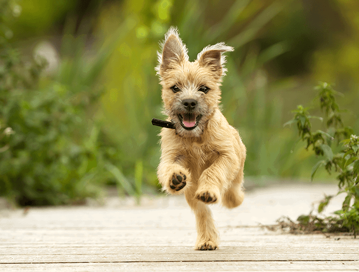 puppy photoshoot idea: an low image of a puppy running toward the camera