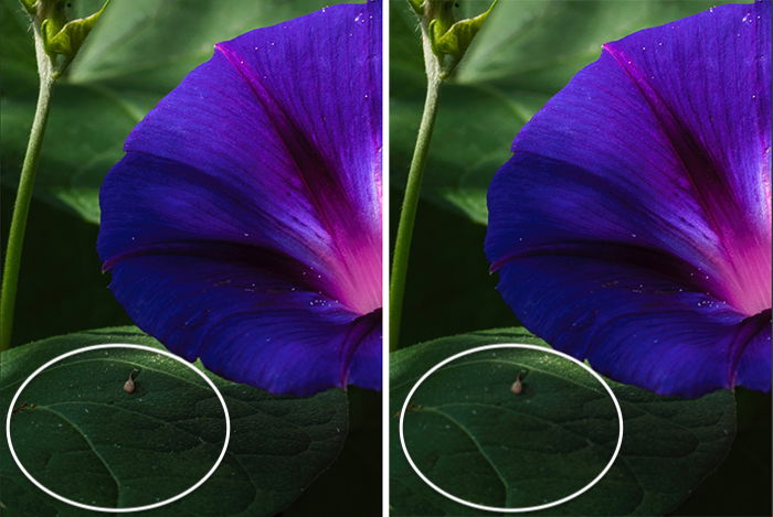 Comparison image of flower and leaves with and without blur tool in Photoshop