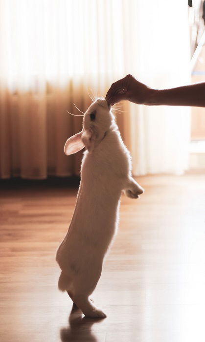 rabbit photography: a rabbit stands up on its two hind legs to grab a treat from its owners hand