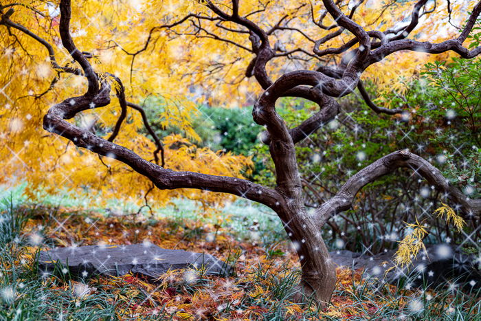 Autumn tree after sparkle overlay in Photoshop added