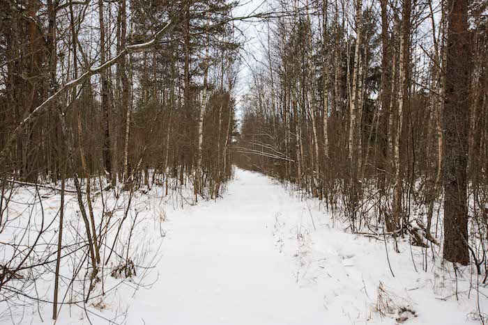 Canon lens on full frame body taking picture of path in the snow