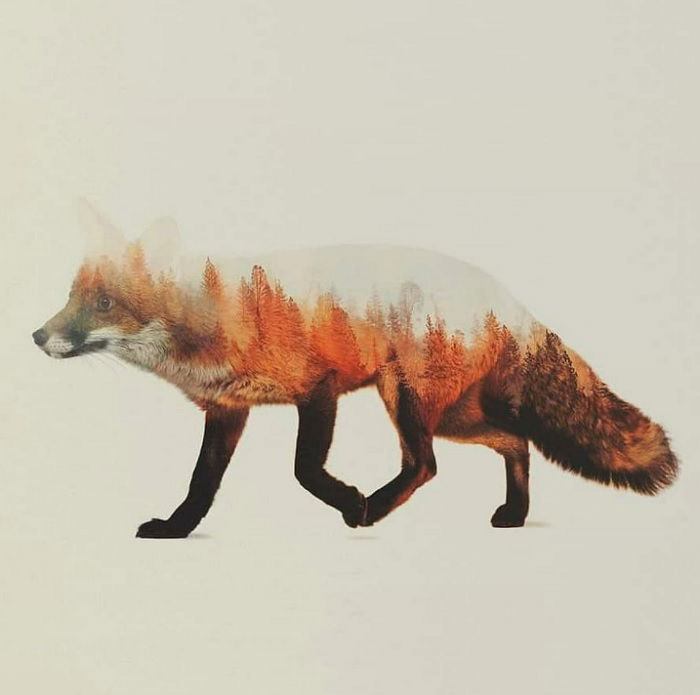 A double exposure composite image of a fox and forest