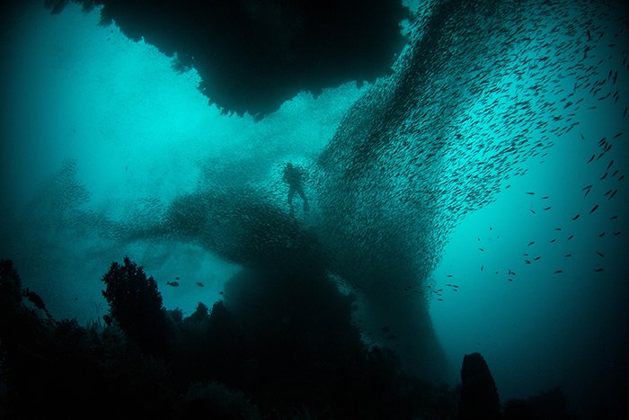 an underwater image of a diver surrounded by a school of fish as an example of surreal photography