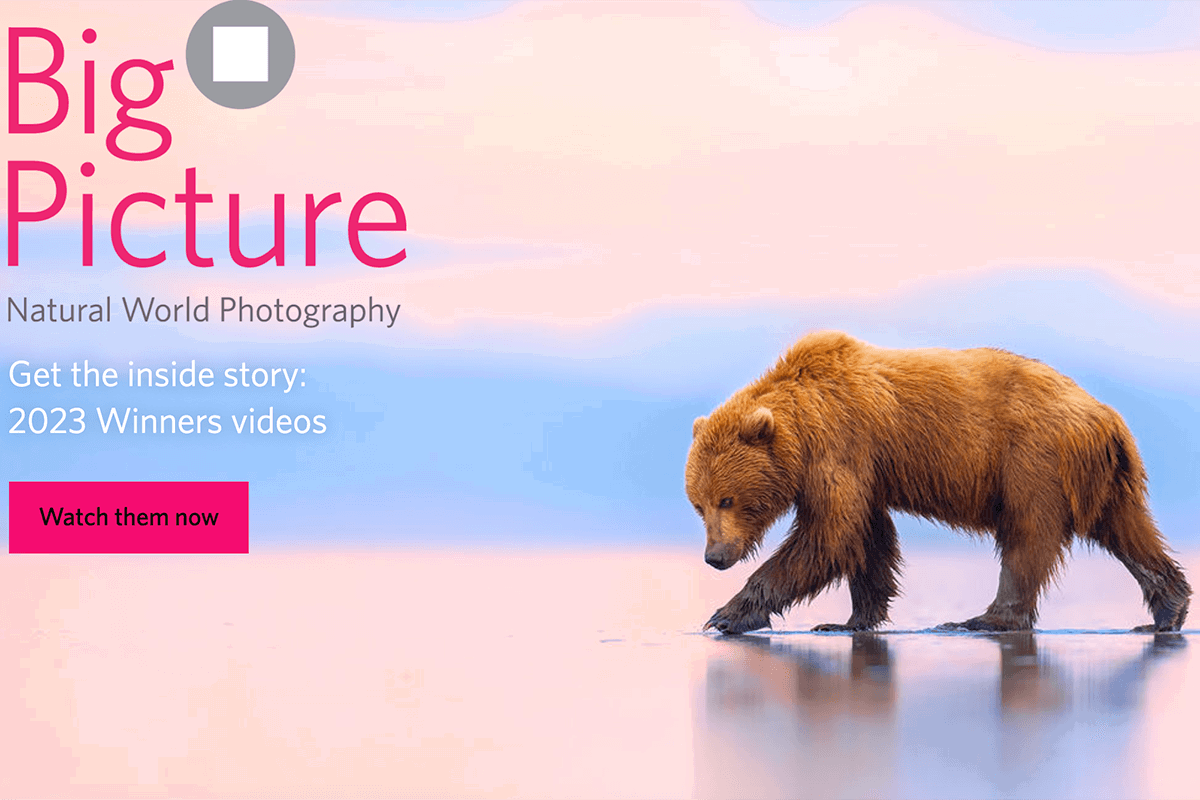 BigPicture Natural World Photography Awards website photo competition