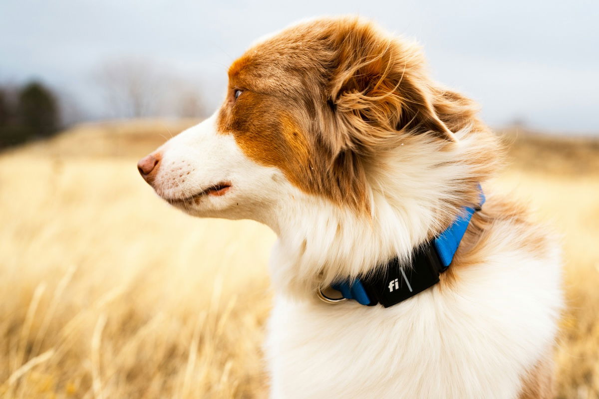 Natural-looking portrait of a dog looking sideways