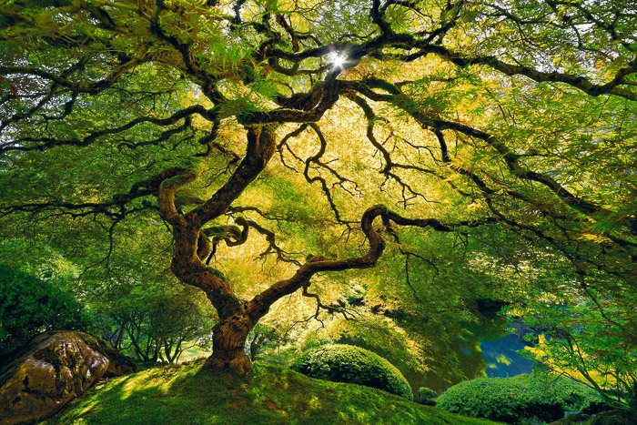 Wide angle photo of a tree with lots of branches