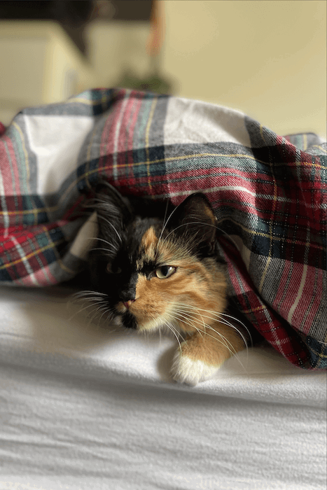 4x6 photo of a cat underneatch a blanket