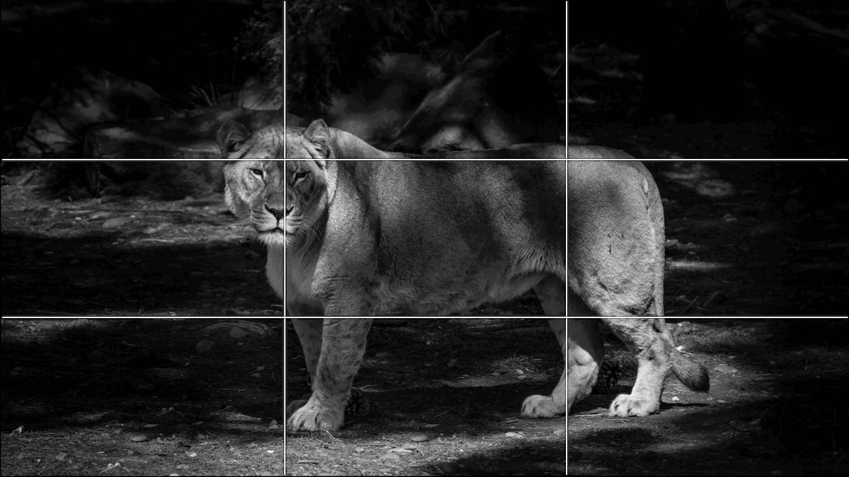 Black-and-white picture of a lioness with rule-of-thirds grid lines