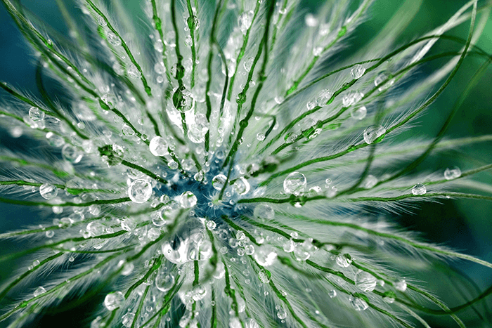 Macro photo of a flower