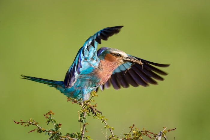 spotting scope for birding