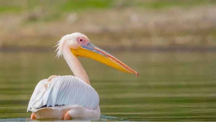 Pelican taken with telephoto lens