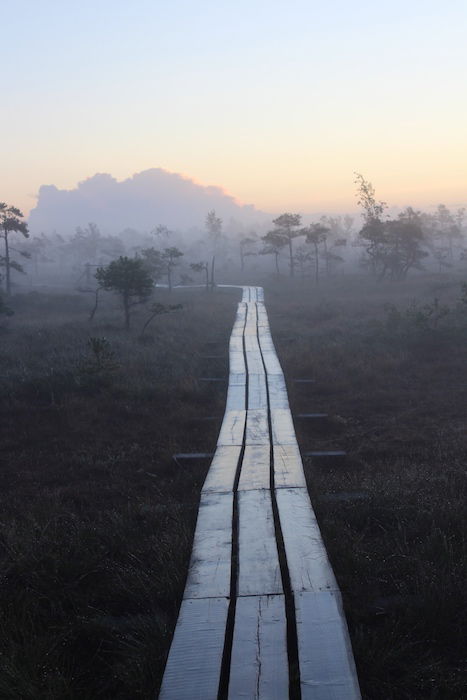 A wooden walkway on a foggy early morning