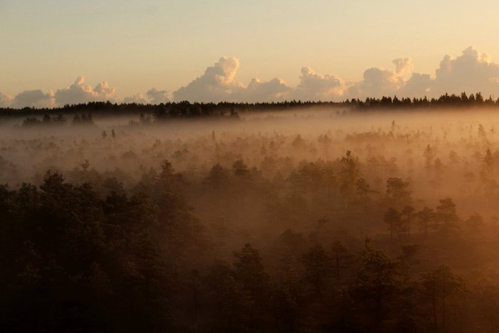 A forest shrouded in fog at dawn