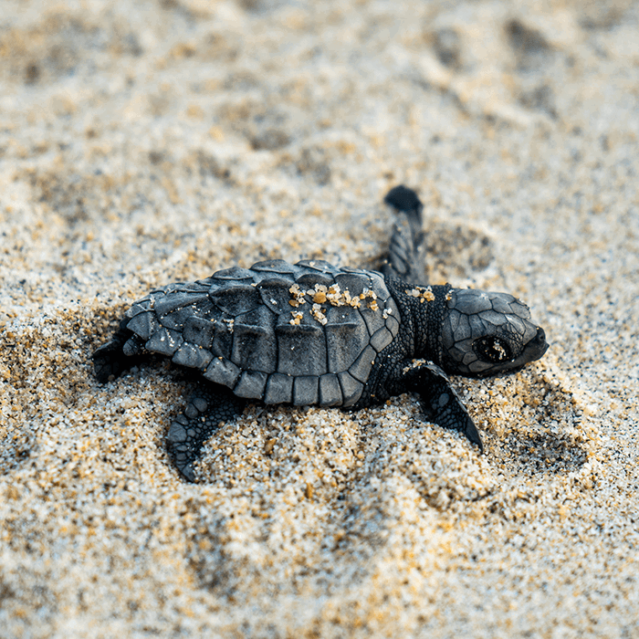 Baby turtle in sand