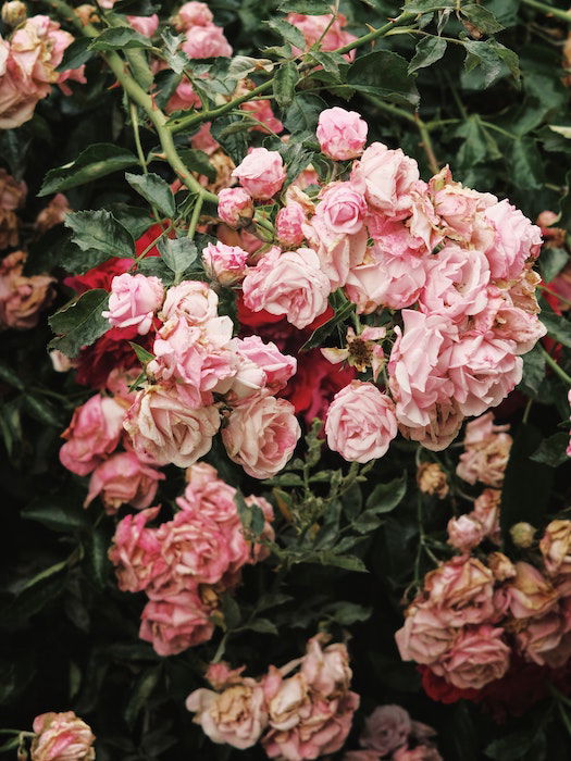 A tilt-shift shot of pink roses