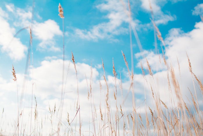 A worm's eye view shot of meadow plants against a blue sky