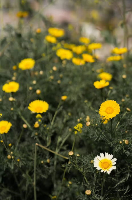 One white daisy in a field of yellow daisies as an idea for emphasis in photography