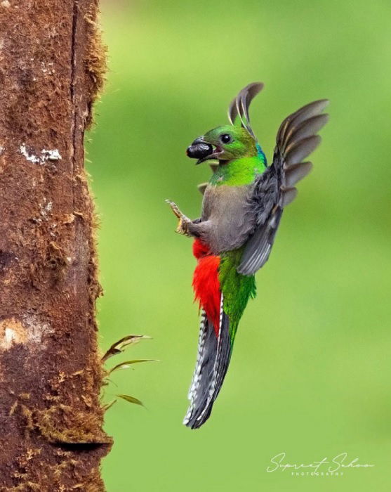 Bird with a nut or fruit landing on a tree