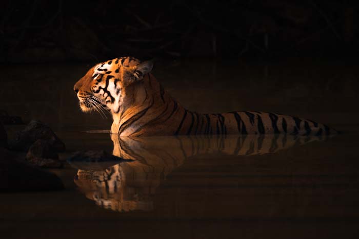 A tiger wading in water in low light