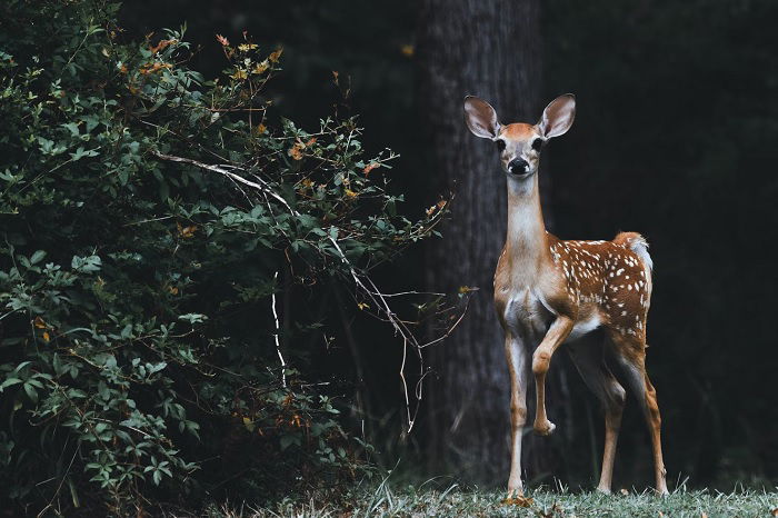 Deer on alert next to a bush in a forest clearing