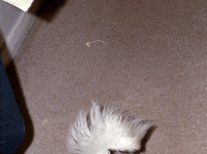 a zoomed in image of a negative showing dust