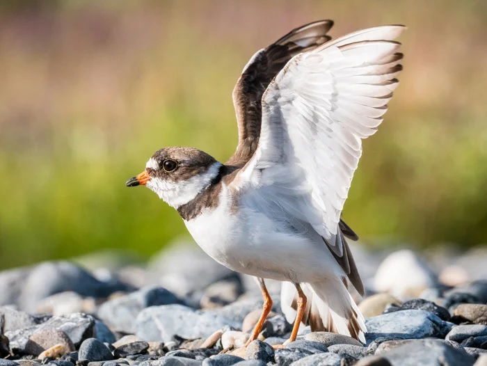 Sandpiper on a pebble beach in Alaska