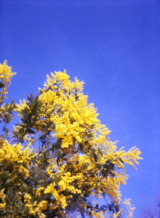 A picture of mimosas on a sunny day