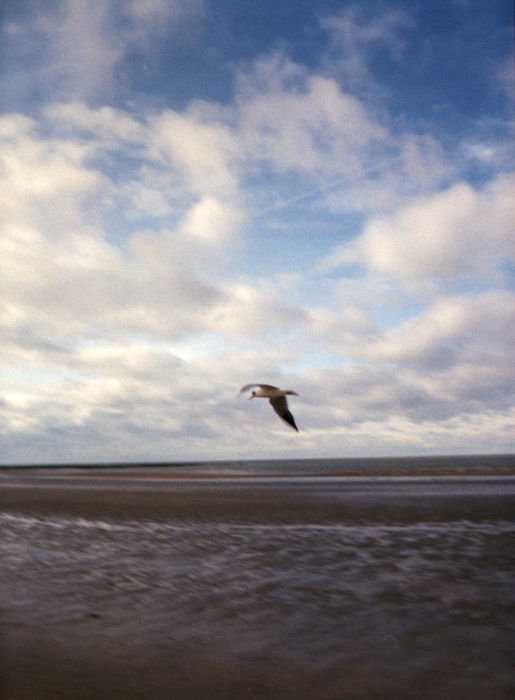 An image of a seagull in flight on a beach