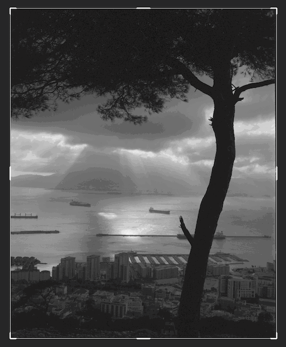 A tree overlooking a cityscape and ocean in the background, with clouds reflecting on the water.