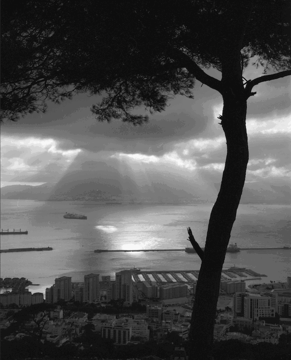 A coastal town from high up with sunlight shining through trees, an island in the distance and a sea. 