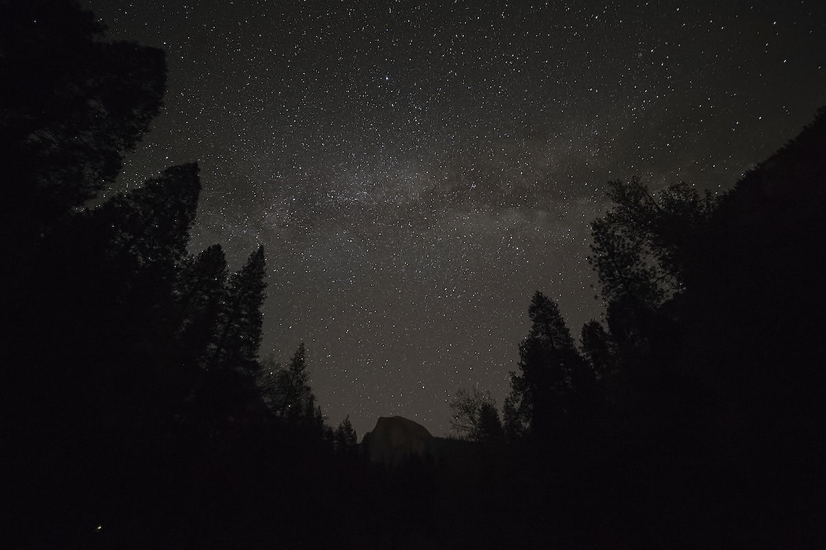 RAW image of starry night sky with tree silhouettes