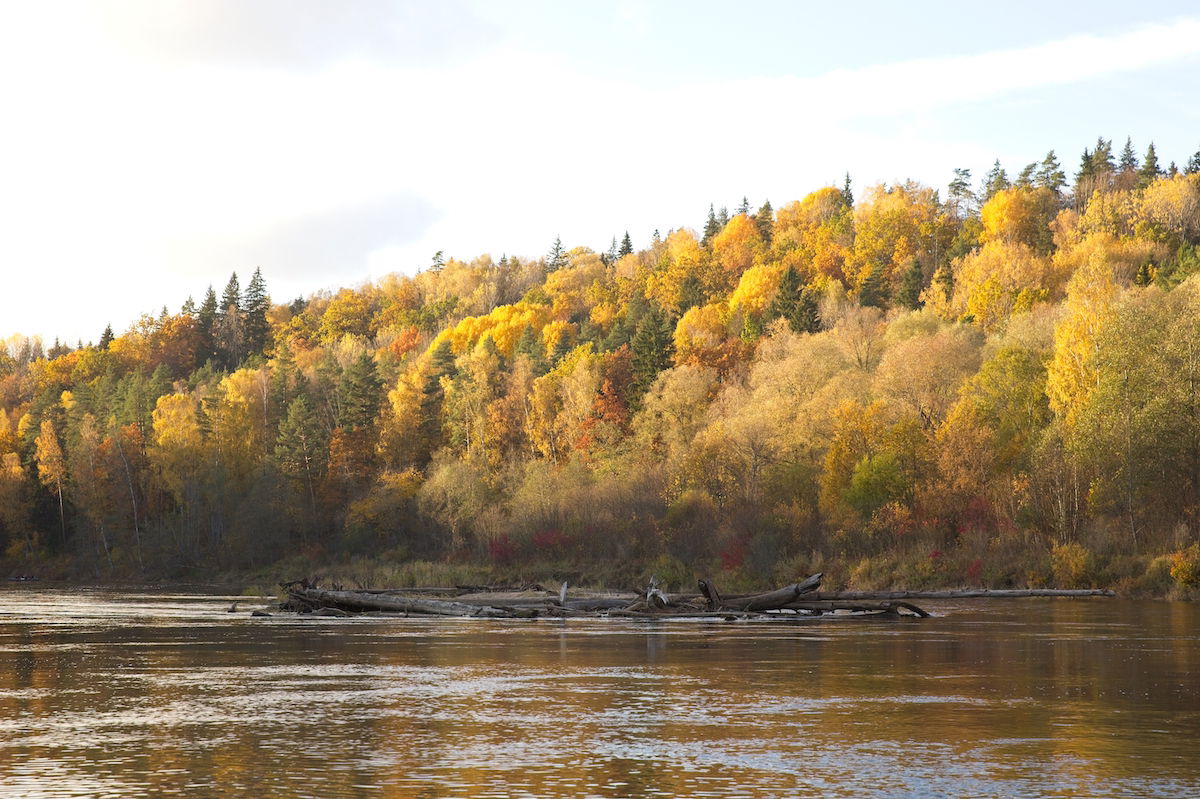 RAW landscape image of river and yellow autumn trees