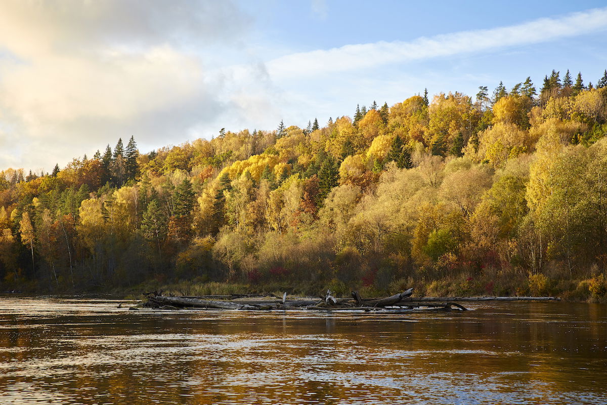 Trees in autumn along a river edited in capture one