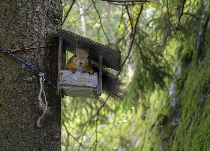 Squirrel in a little house attached to a tree