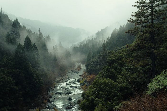 Landscape of river passing through a missy pinewood valley