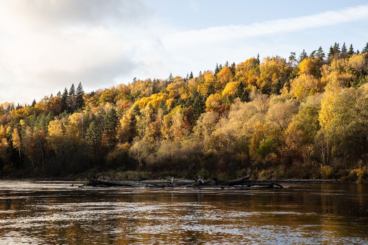 photograph of a riverside forest in the fall with added clarity from Lightroom