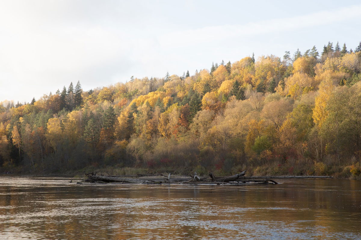 photograph of a riverside forest in the fall with a reduction of dehaze added in Lightroom