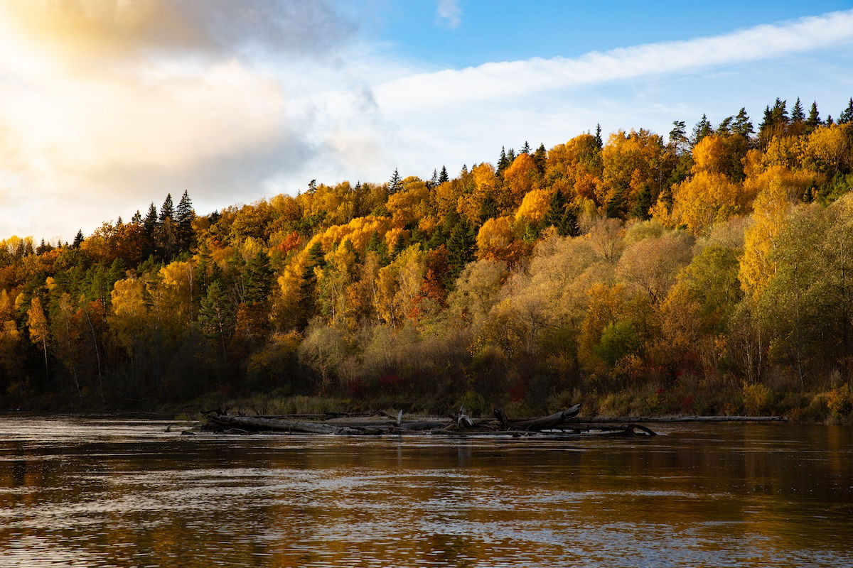 photograph of a riverside forest in the fall with increased dehaze added in Lightroom