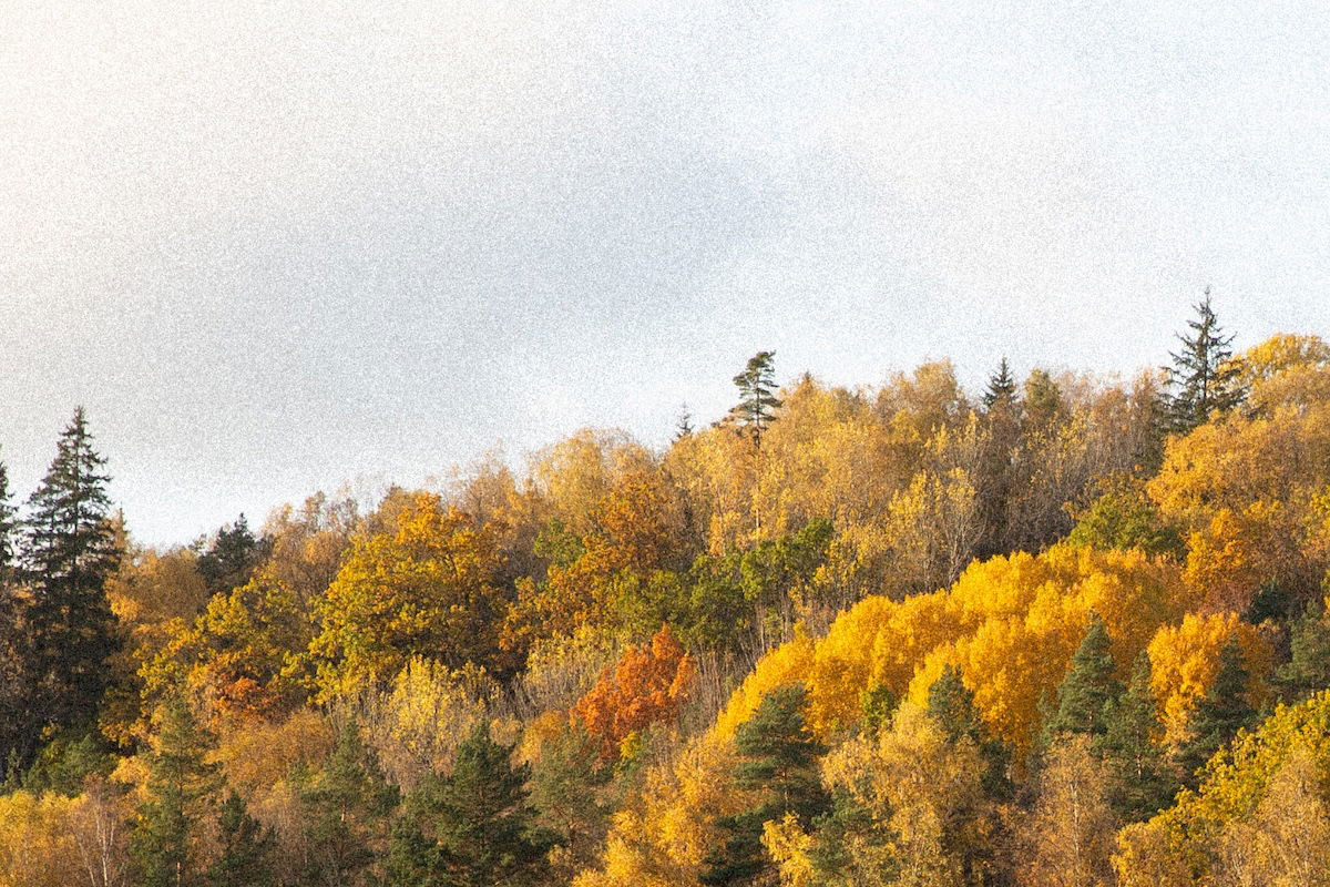 a section of a photograph of a riverside forest in the fall highlighting the small grain applied