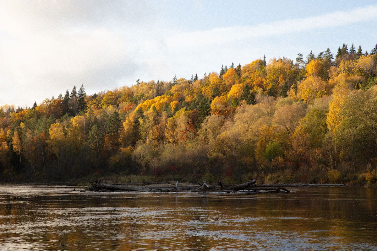 photograph of a riverside forest in the fall with small grain applied