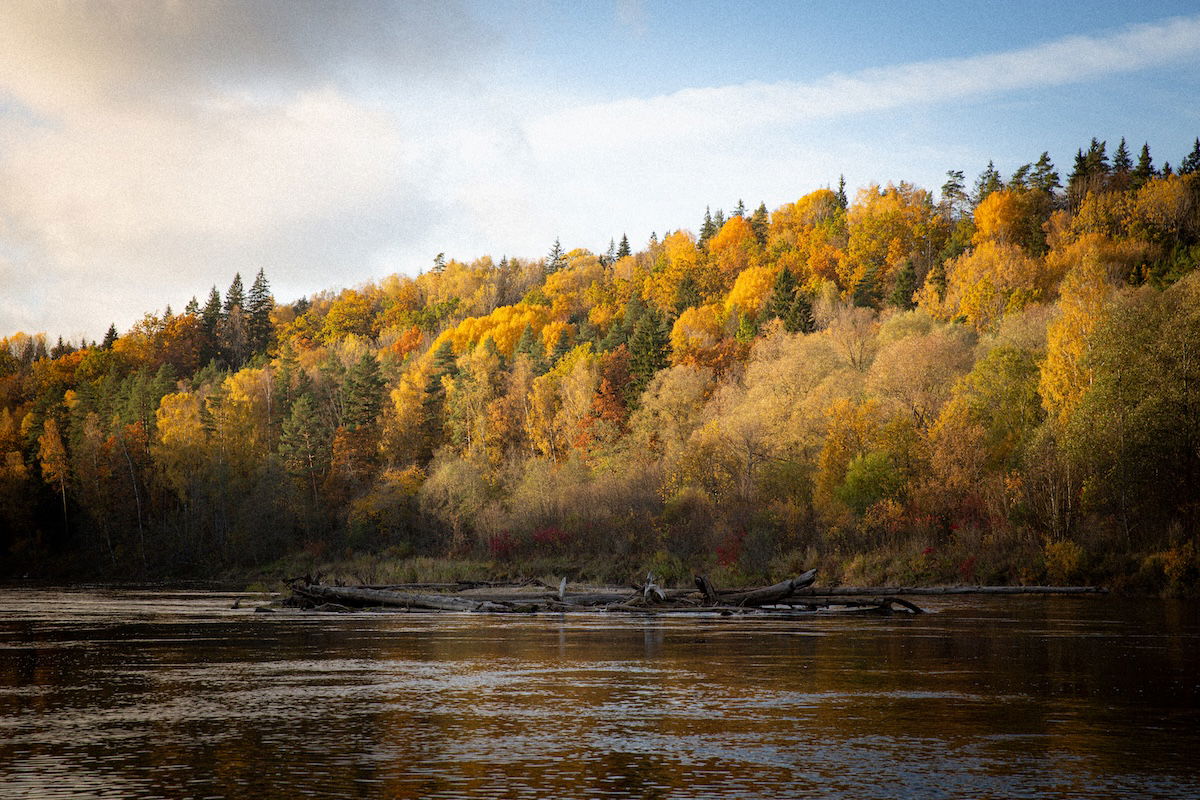 photograph of a riverside forest in the fall with all the adjustments from the Lightroom effects panel added