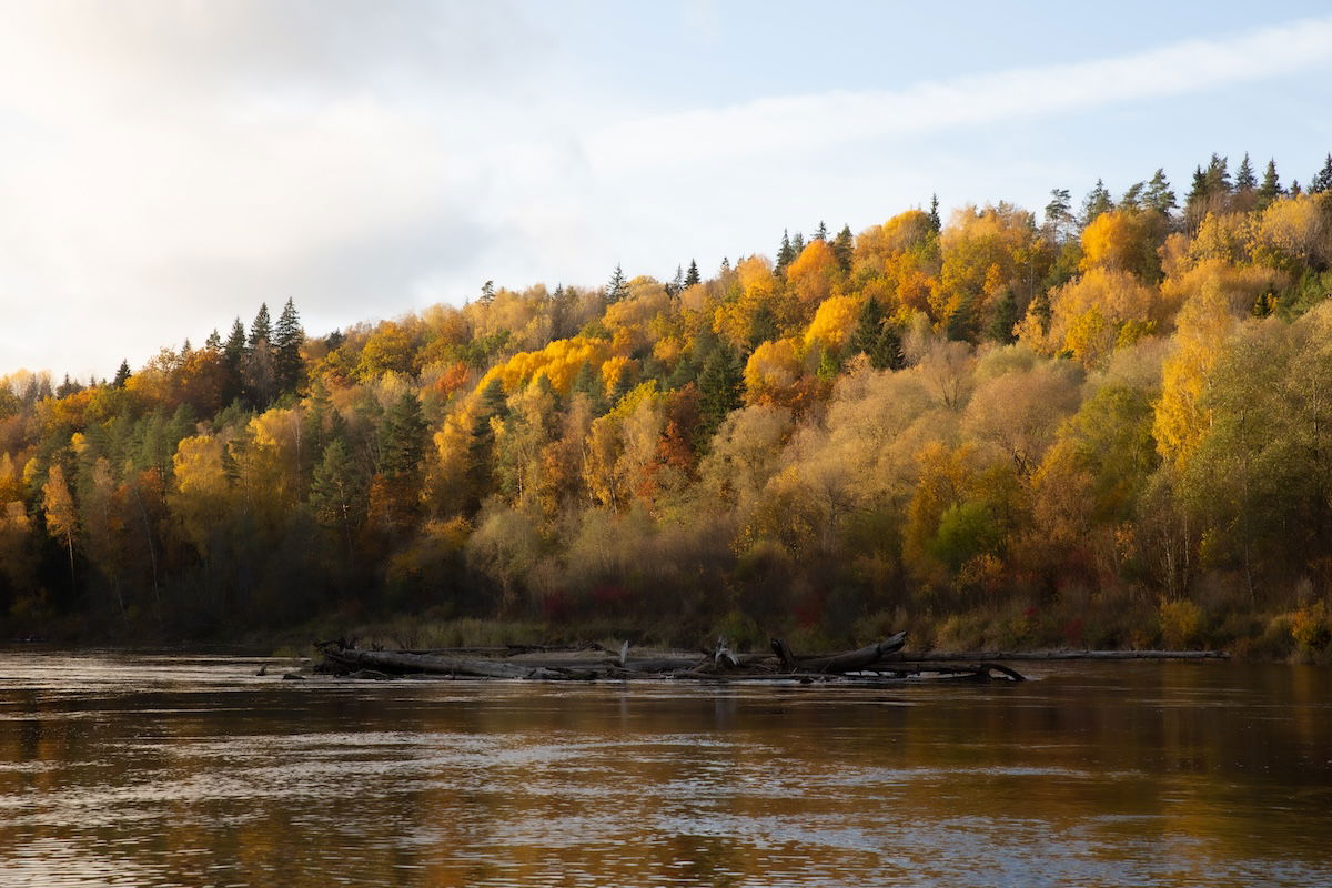 photograph of a riverside forest in the fall with a reduction in the texture slider in Lightroom