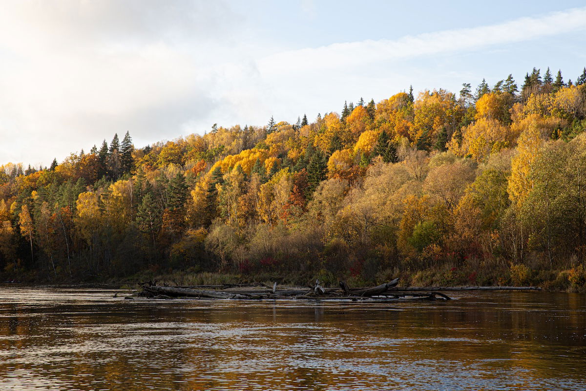 photograph of a riverside forest in the fall with additional texture added in Lightroom