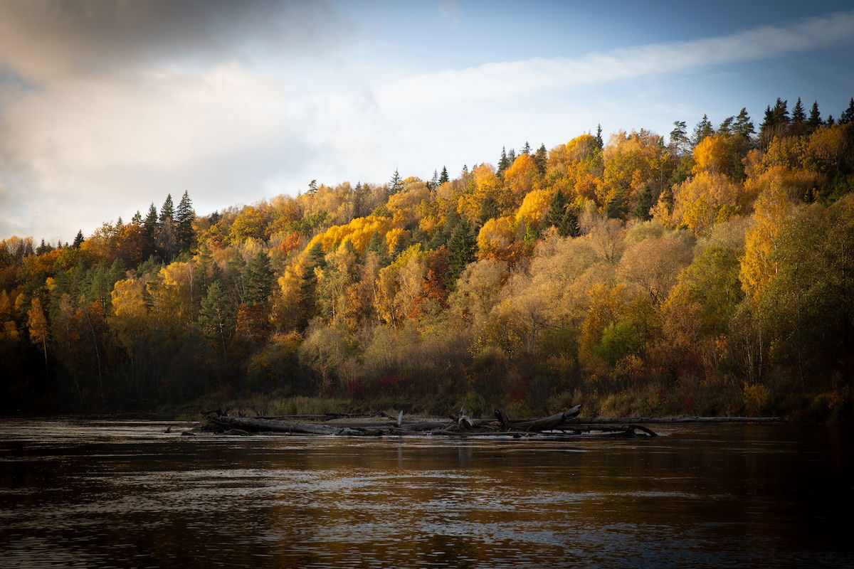 photograph of a riverside forest in the fall with a vignette fading to black